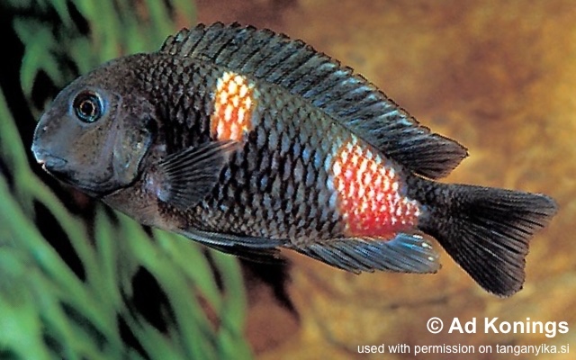 Tropheus sp. 'kirschfleck' Mabilibili Bay